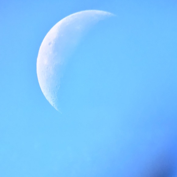 Meet your Posher, Dayluna - Picture 1 of 1